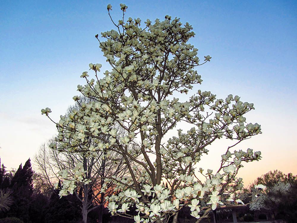 无花果树在庭院内种植有什么寓意,冷杉树长在庭院里风水上有说法吗