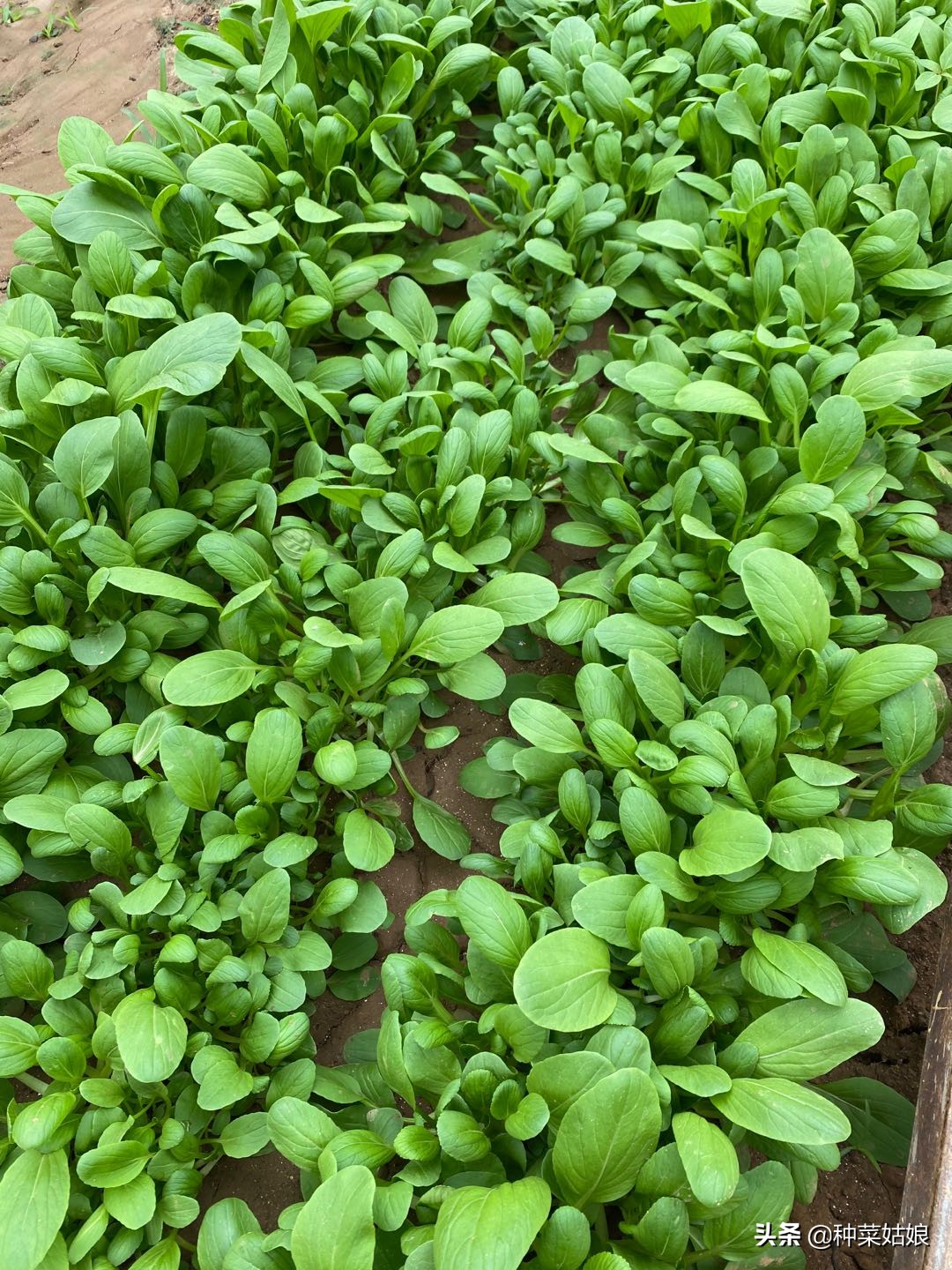 种菜怎么施肥效果最好,种菜长得慢该怎么办