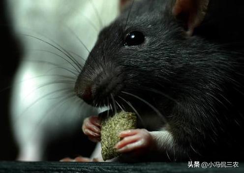 农村很少见老鼠,现在农村为什么见不到老鼠