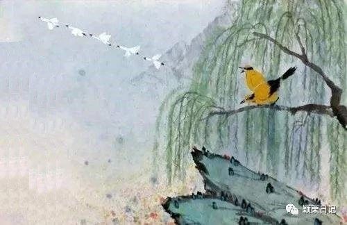 关于白鹭的资料,关于白鹭的资料五年级