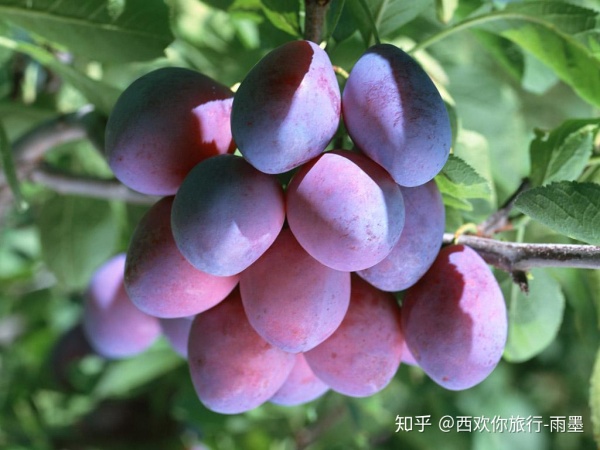 *疆新**瓜果攻略最好的季节配最美味的水果