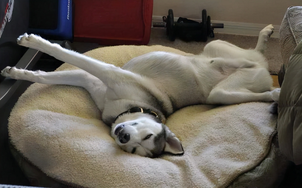 狗狗做梦时的表现你见过几种,狗狗做梦是啥样的