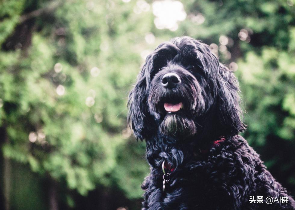 中国犬种起源与进化,比熊犬犬种起源