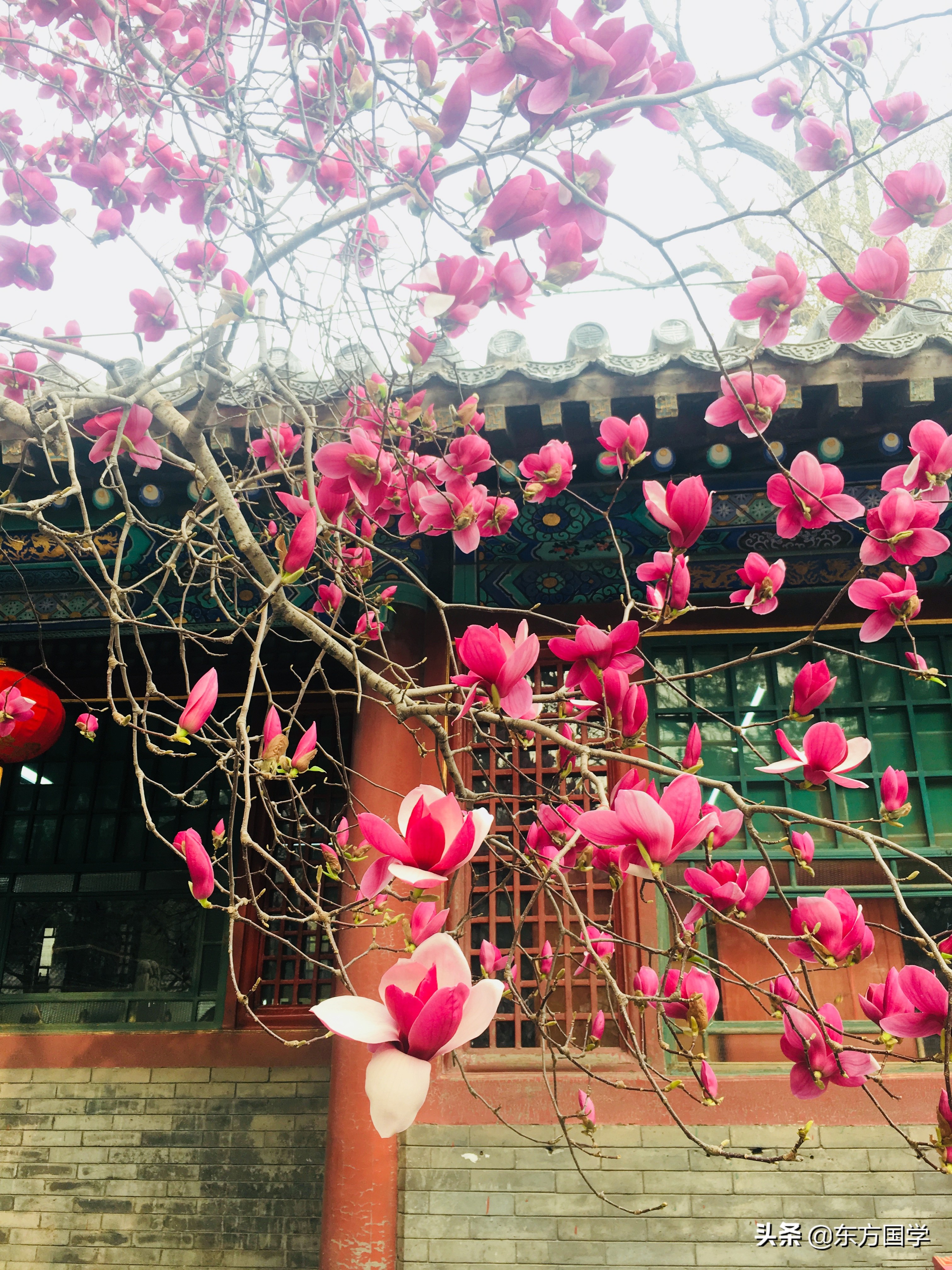 @所有人，周末一起赏玉兰，五处北京玉兰美景