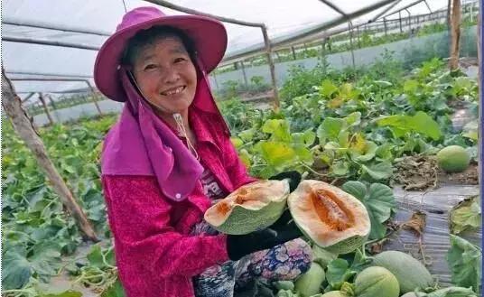 陕西大荔哈密瓜,大荔县东野雀