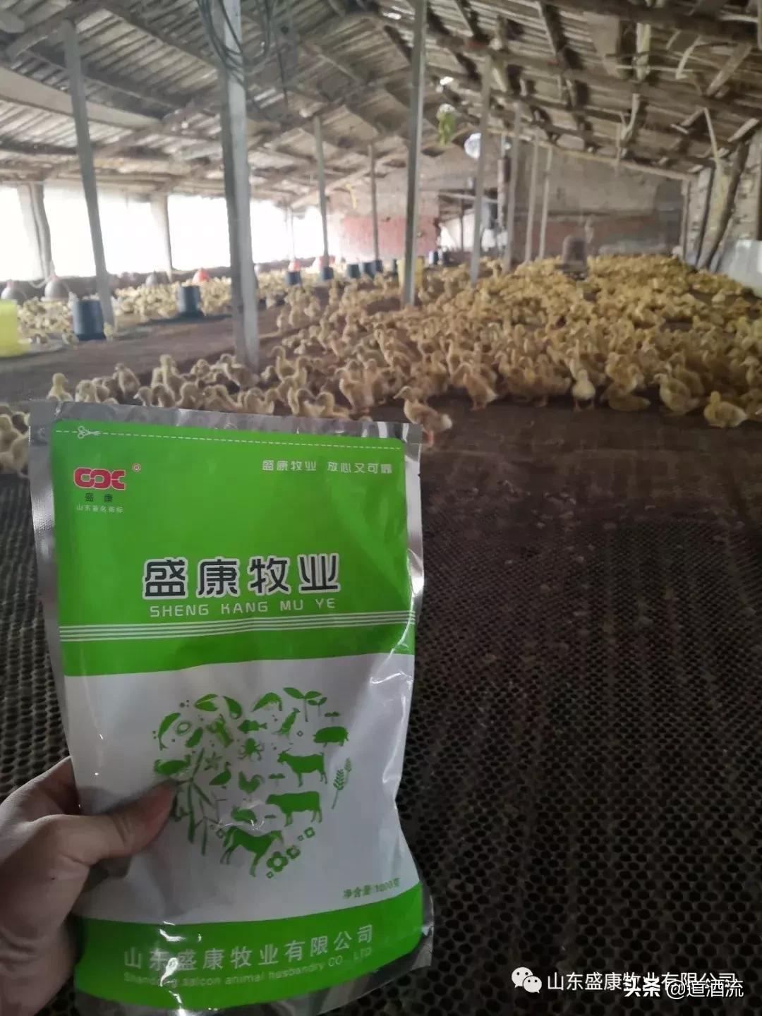 鸡禽流感h5和h7的表现症状,鸡患禽流感的发病初期怎么治疗