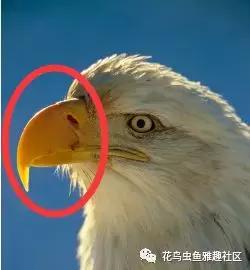 小鸟如何开食,鸟怎么开食算成功