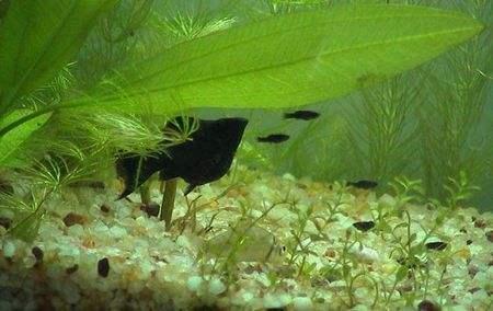 观赏鱼常见的8种疾病,观赏鱼常见病及解决办法