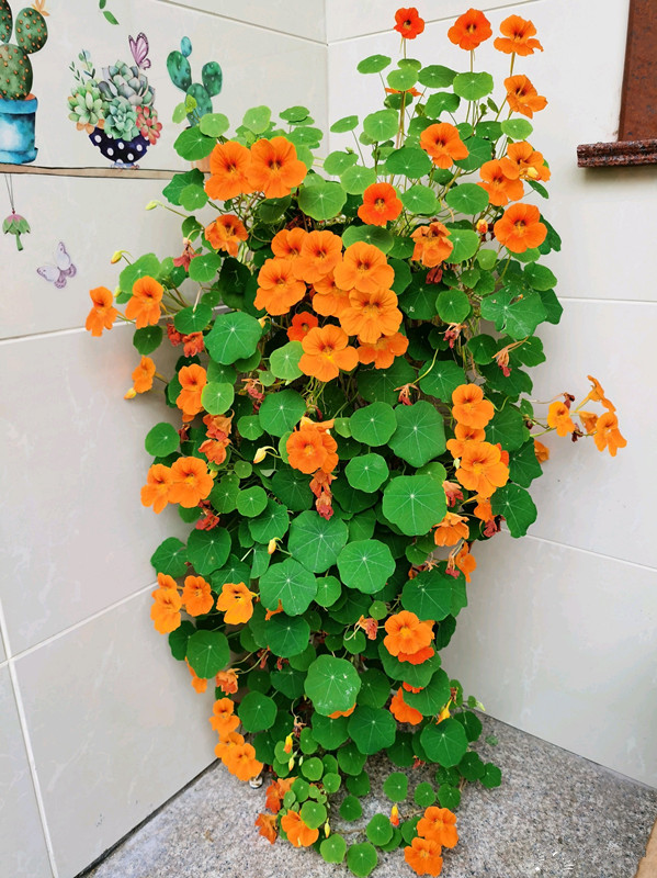 7种小型藤本植物,能在阳台上养,花量巨大,花期长,阳台变花园