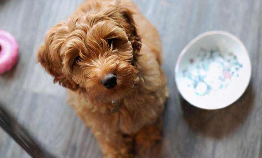 泰迪犬挑食怎么办,泰迪犬老是啃牙怎么回事