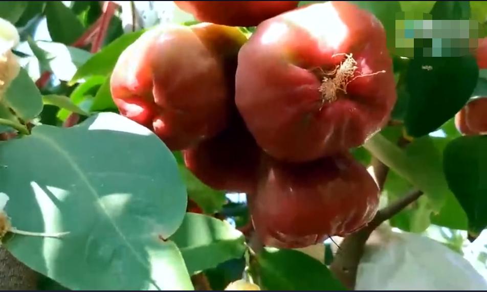 焦虑了？！继菠萝“禁入”后，台湾莲雾订单今天又被贸易商叫停……