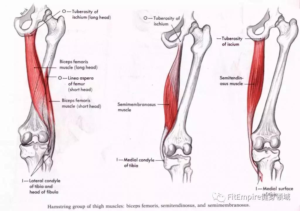 如何提高深蹲伸髋力量,深蹲和硬拉锻炼的肌肉部位图