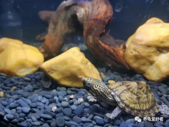 上班族副业养龟挣钱吗,上班族适合养什么乌龟