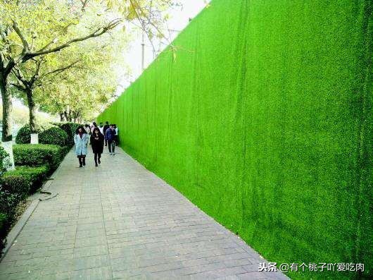 武汉围挡草坪批发,武汉围挡草皮厂家直销