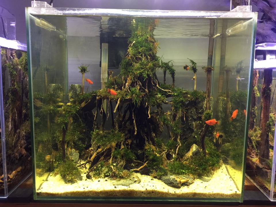 中国草缸,中国草缸造景图