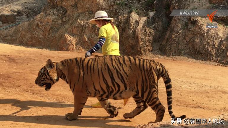 泰国老虎藏40只尸体,泰国寺庙老虎有没有解救出来
