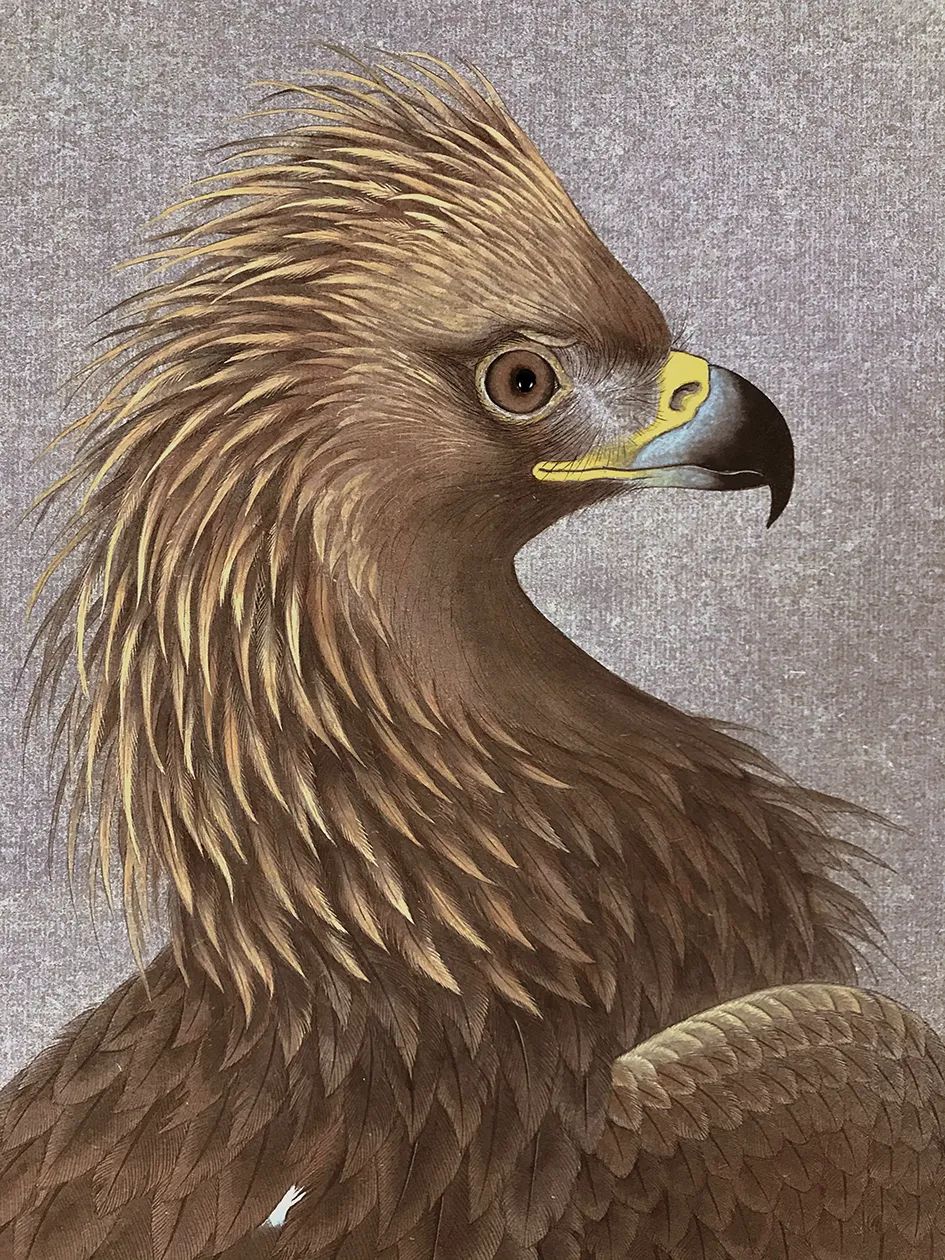 他画的鹰,严谨工致,萧疏威严