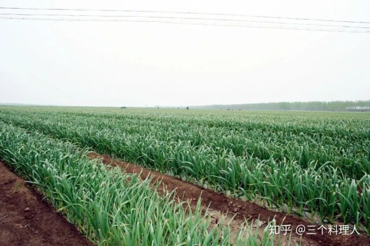 灞变笢鐨勮敩鑿滅粰鍝噷渚涚粰,灞变笢鐨勮敩鑿滈兘渚涘摢閲屼簡