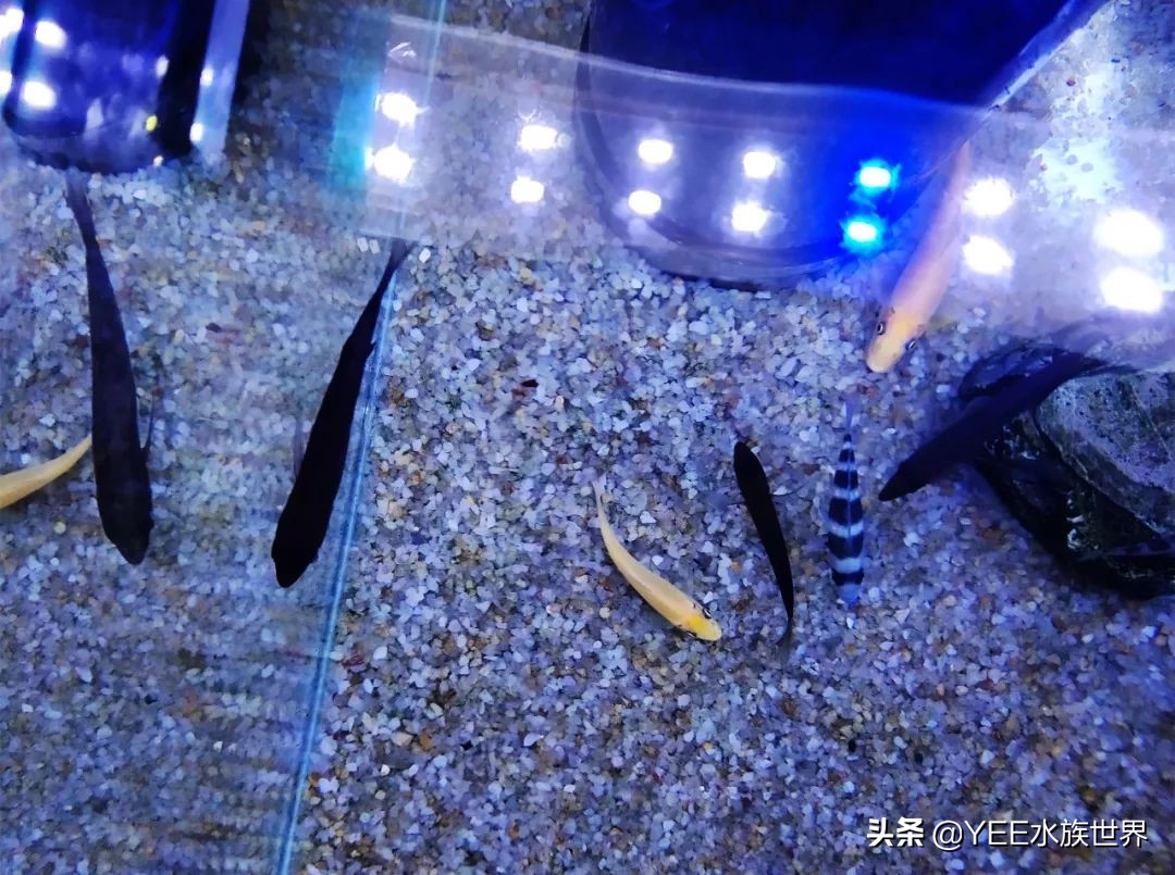 养慈鲷常见问题,养慈鲷注意什么