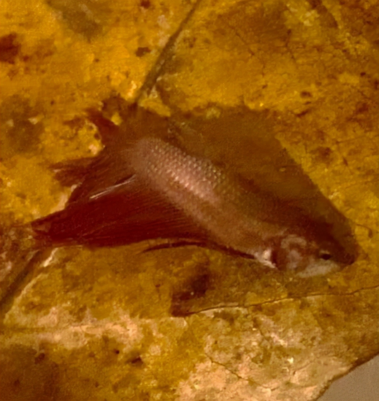 外国女子救下崩溃男子,外国女生救斗鱼