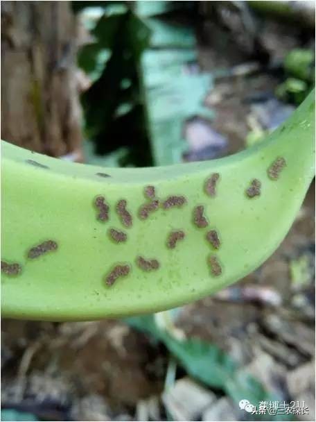 认识害虫和益虫视频,认识害虫教案