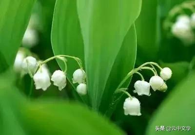 花语大全100种花图片,100种花的花语太全了