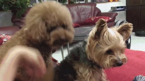 泰迪犬很怕这9件事,泰迪犬最害怕的5件事