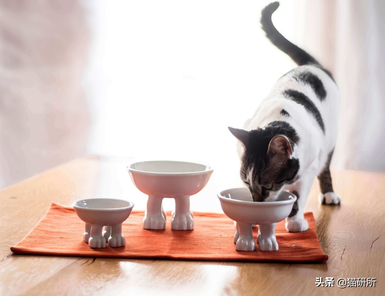 猫咪生病不进食怎么补充营养,猫咪生病后没有食欲怎么办