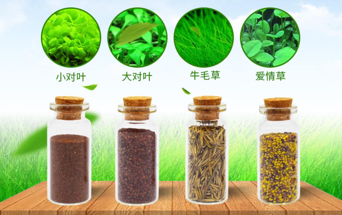 揭短：水草种子，请不要再坑草缸新手