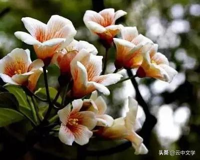 花语大全100种花图片,100种花的花语太全了