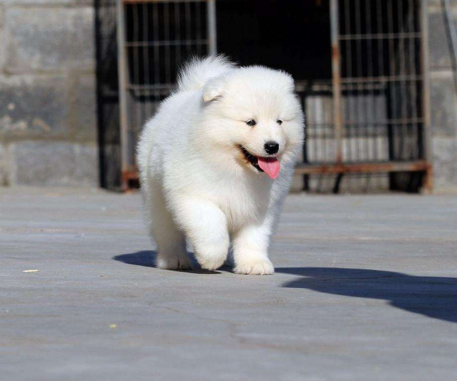 纯种萨摩耶犬特征,纯种萨摩耶的特征