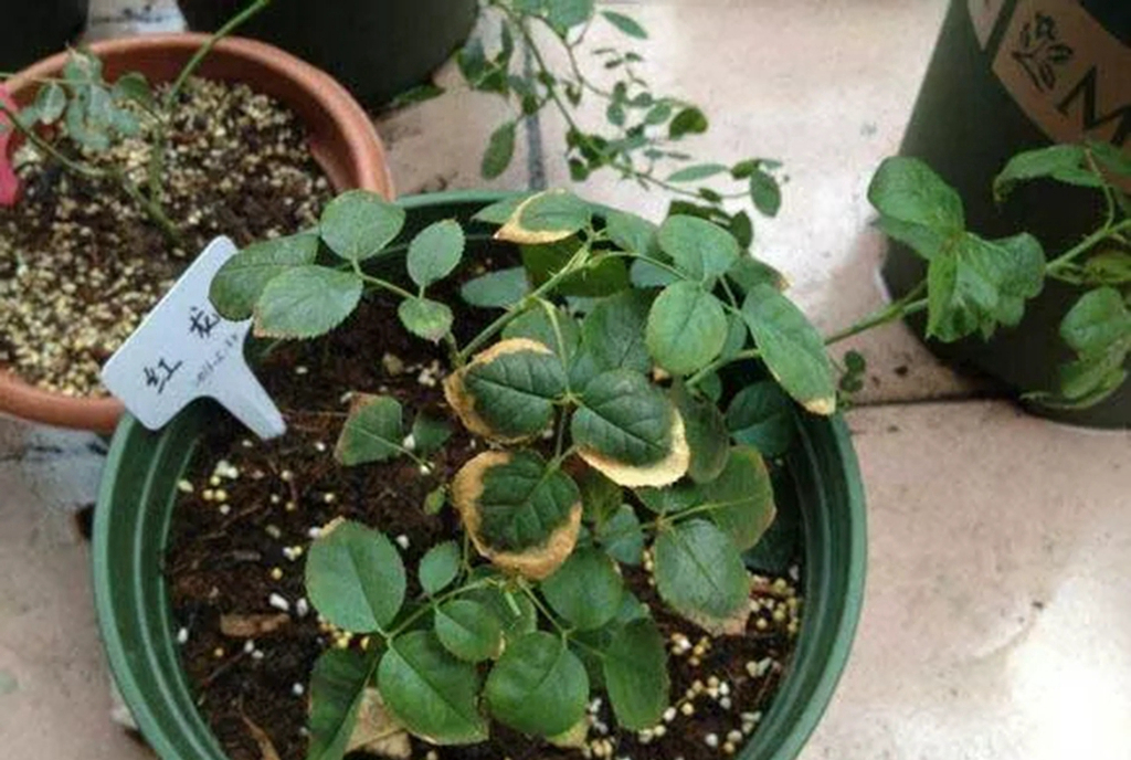 月季肥伤的补救方法,月季肥害后多久才能施肥