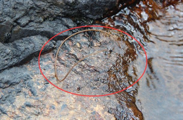 铁线虫可怕吗,铁线虫有多么可怕