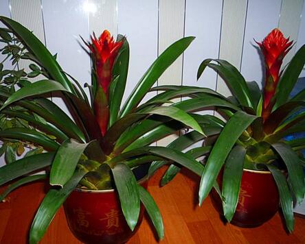 7种象征吉祥好运花,什么花好看又好养寓意好