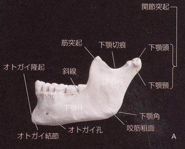 咬合重建详细步骤,如何制作咬合模型