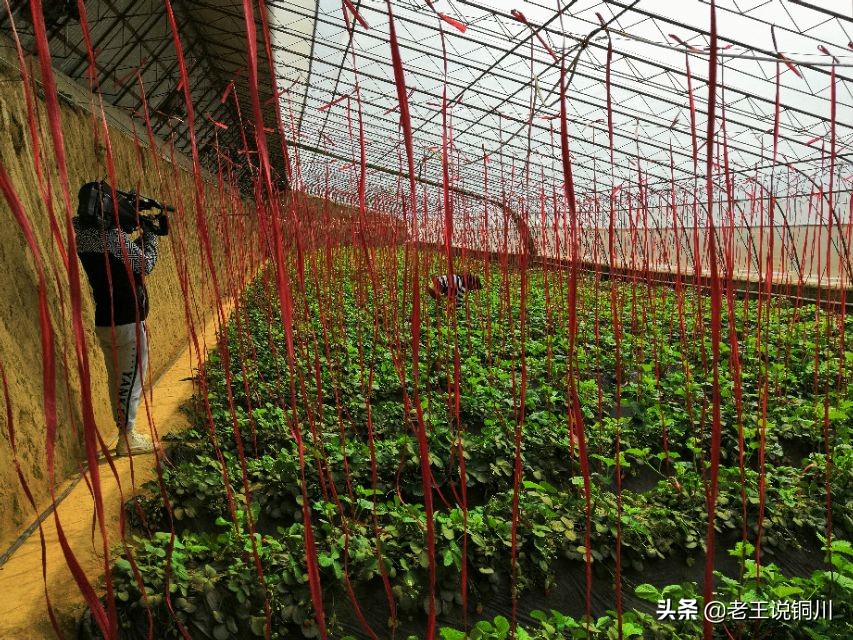 湖北马咀村,马咀村图片