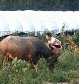 搞笑gif段子你家狗真会玩啊,狗子剃毛恶搞