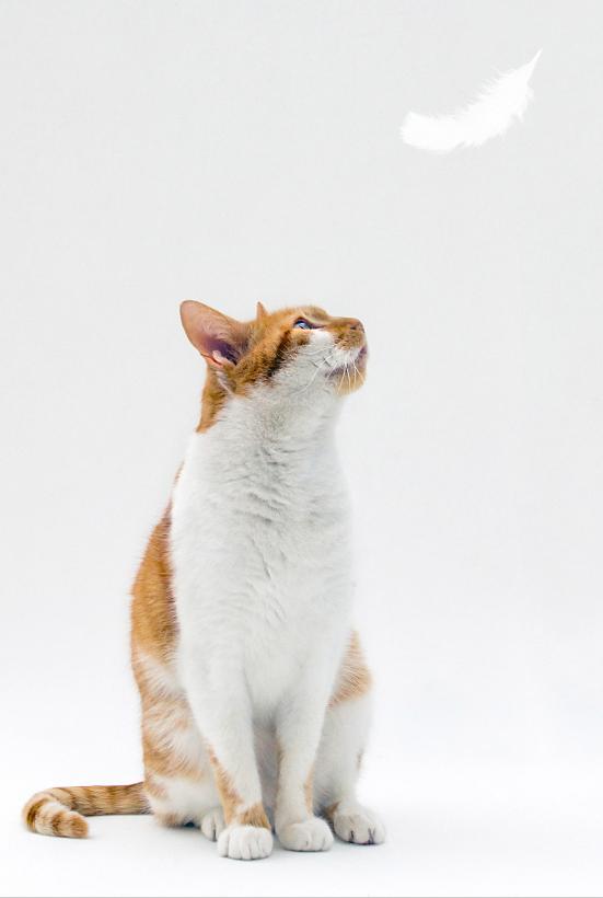 猫咪特别能掉毛怎么办,猫咪掉毛最有效的办法