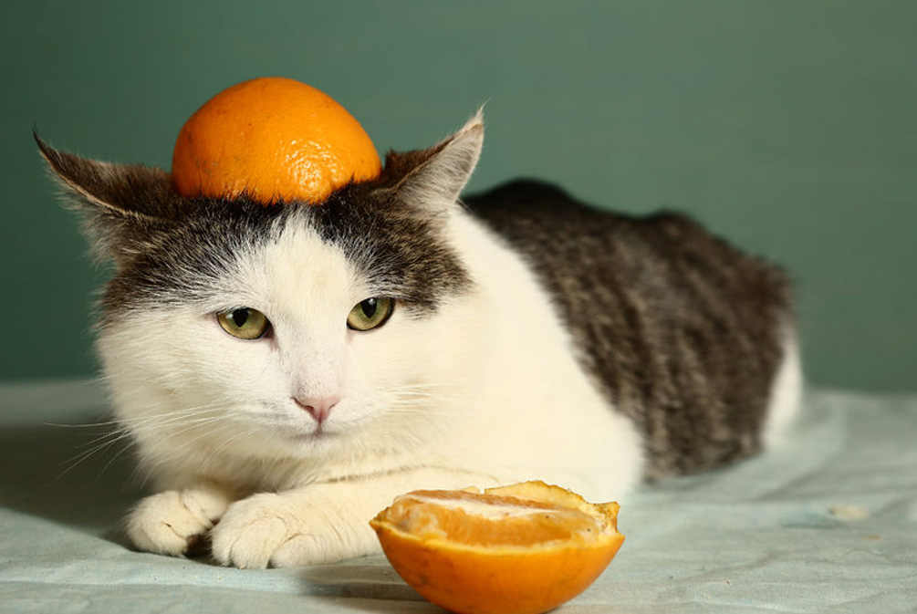 猫咪为什么不能吃橘子皮,猫吃了一点橘子皮怎么处理