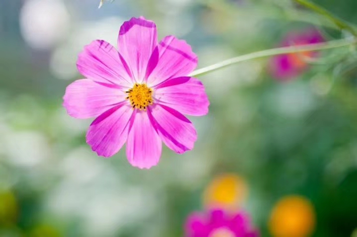 中国诗歌周刊新诗美韵第199期,中国诗歌周刊七十八期