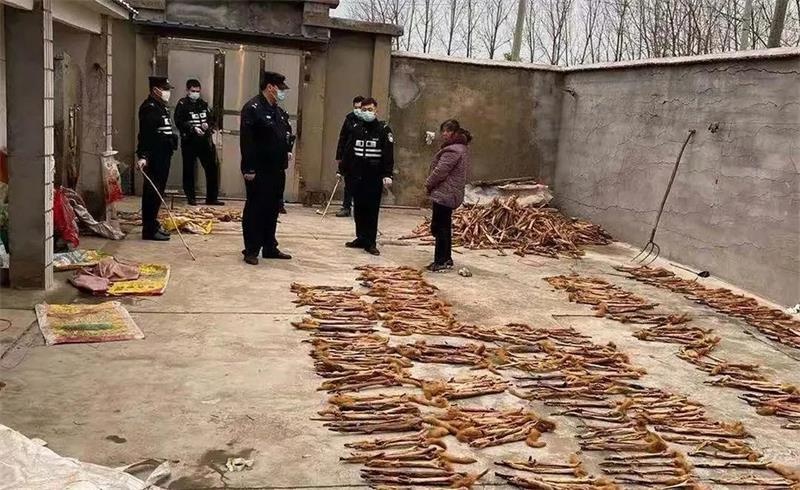 黄鼠狼溜进消防队臭屁暗算消防员,家中溜进黄鼠狼消防员被熏吐