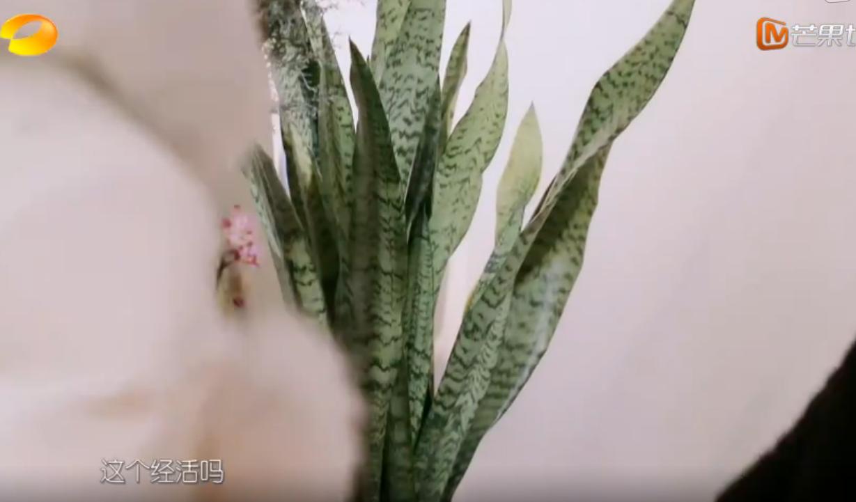 吴昕自己下楼买花视频,吴昕买花视频完整版