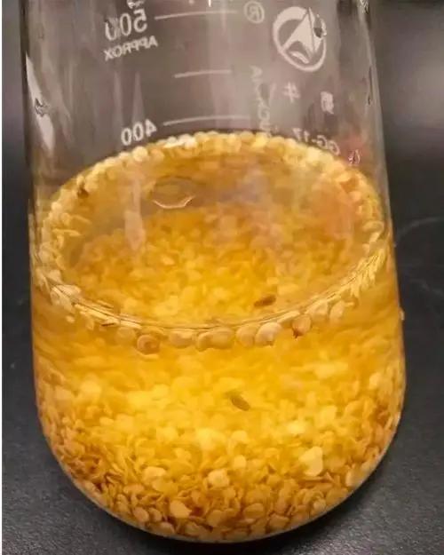 难缠的辣椒炭疽病，最全讲解在这里