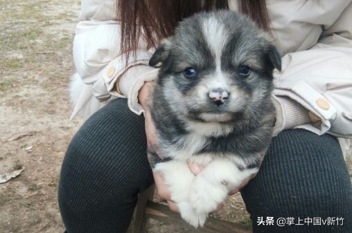 掌上中国之“思语家的小狗”