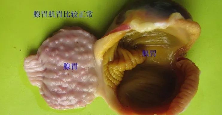 家禽常见疾病及检测方法书籍,家禽疾病如何检测