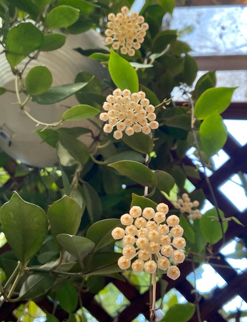 室内养花，养棵“苏奈”球兰吧，皮实好养，开花勤奋，花香飘满屋