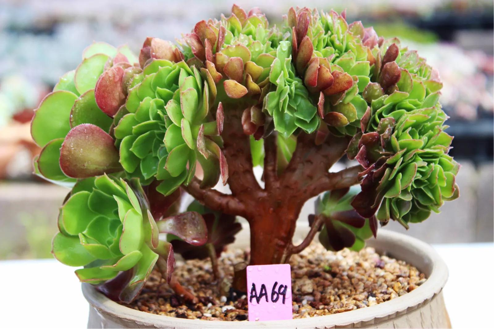 多肉法师韶羞现在能摘心吗,多肉法师欧紫跟韶羞的对比图