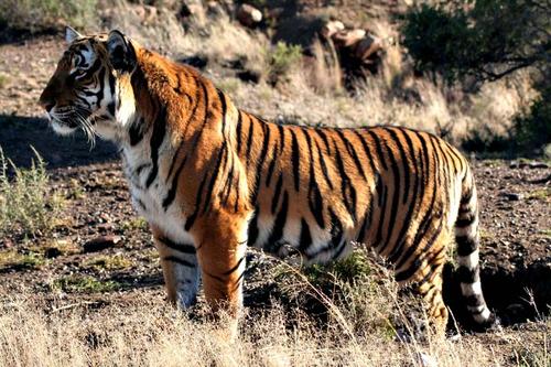 羚羊与华南虎,华南虎和藏羚羊