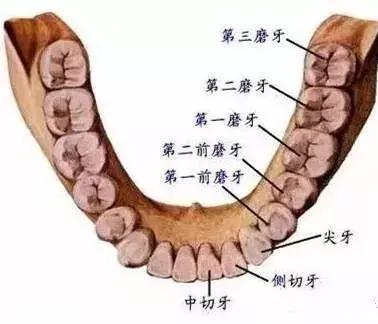 口腔治疗费用明细清单,昆明口腔治疗费用