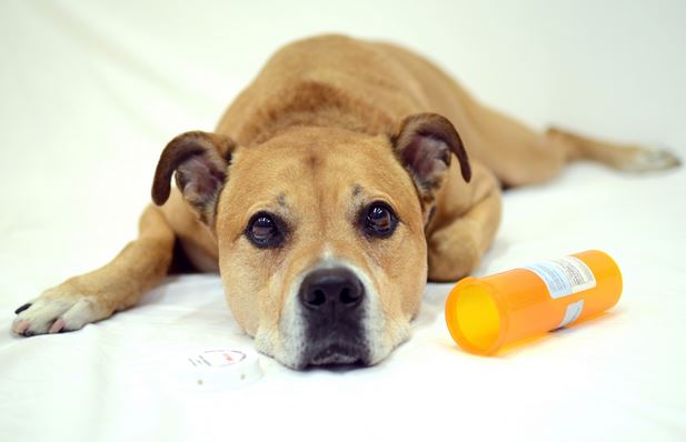 家里备什么药防止狗狗吃了老鼠药,家中常备的狗狗药品